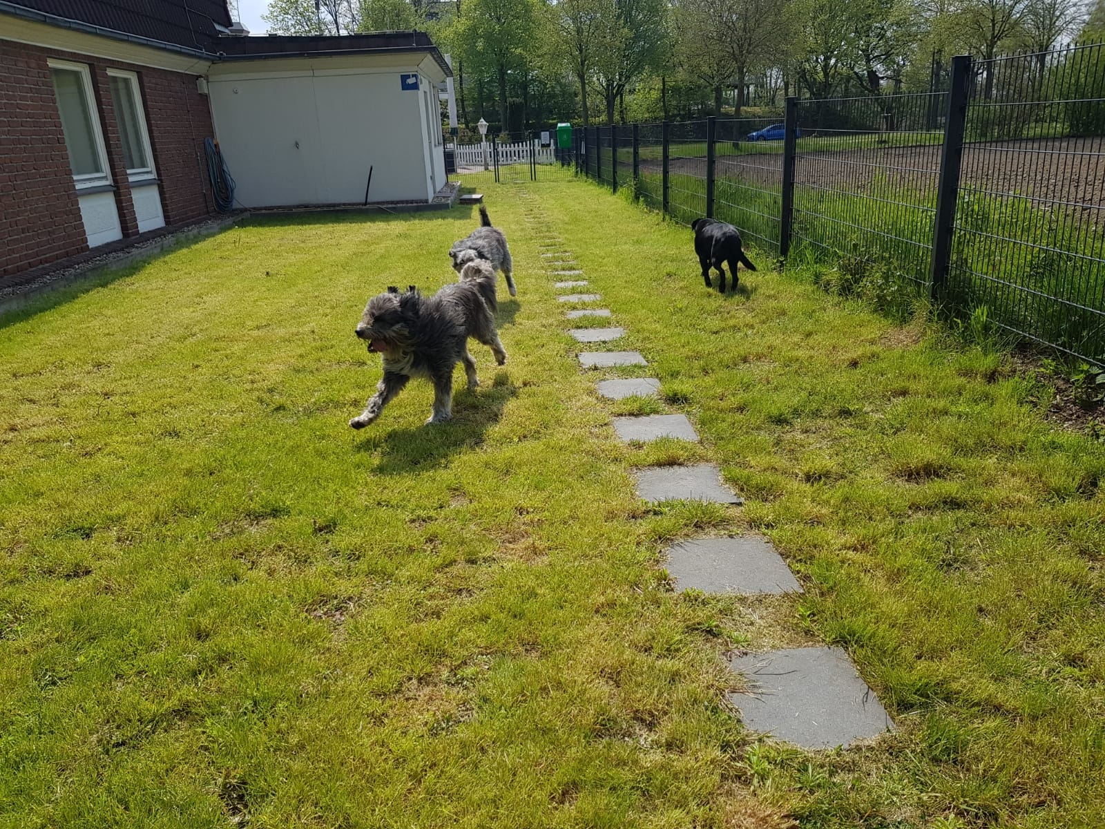 Drei Hunde auf grünem Rasen am Laufen, Gebäude links, Bäume im Hintergrund, sonniges Wetter.