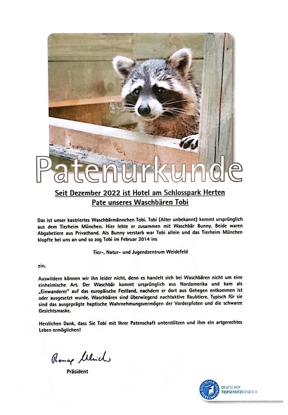 Ein Waschbär schaut neugierig über ein Holzgitter; Patenurkunde unten in formellem Layout.