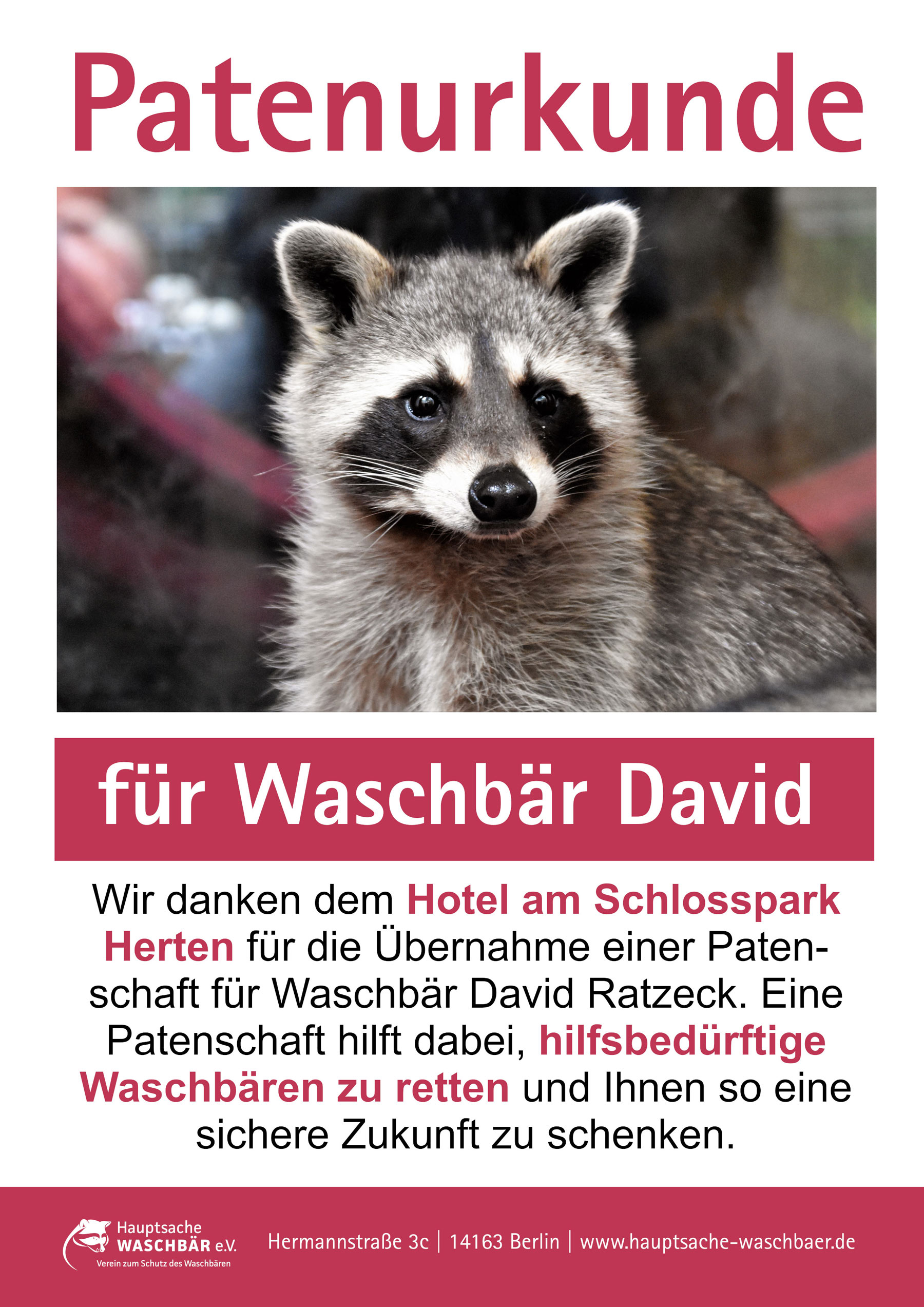 Waschbär auf Urkunde, fröhlich. Dunkles Fell, markante Gesichtszeichnung. Roter Hintergrund.