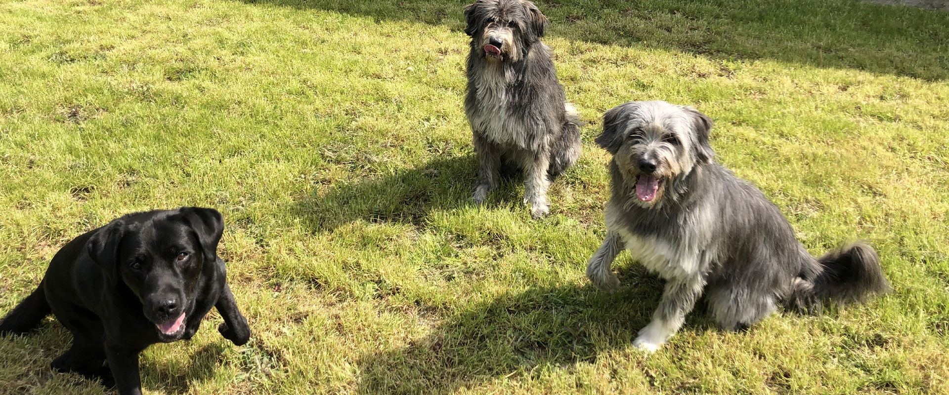 Drei Hunde im Gras, zwei graue zottelige, ein schwarzer Labrador, alle freundlich dreinschauend.