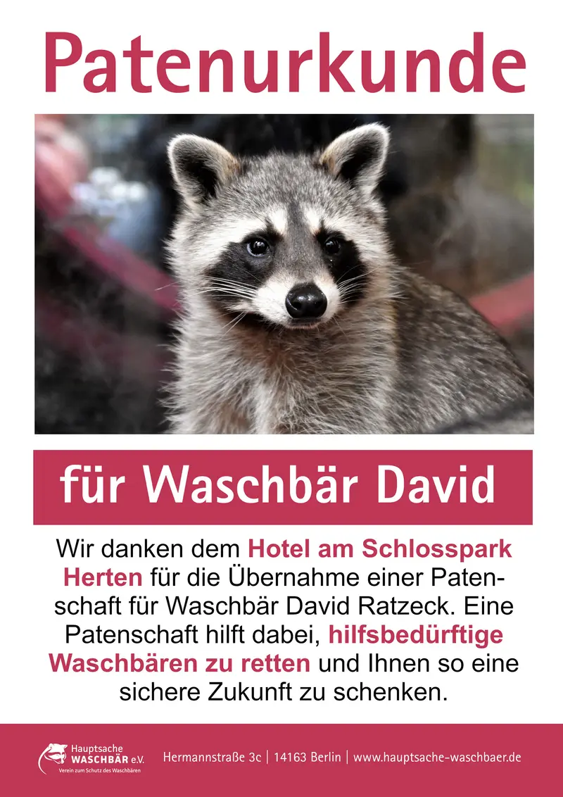 Neugieriger grauer Waschbaer mit dunkler Maske auf Patendokument in Rot