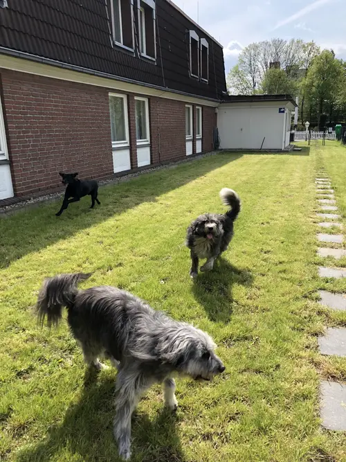 Drei Hunde im Gras neben Haus lachend schwarz und grau mit Stegplatten