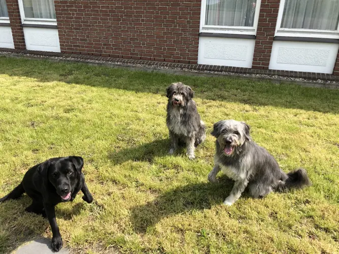 Drei Hunde auf Rasen vor Backsteinwand, hechelnd, schwarz und grau, zottig
