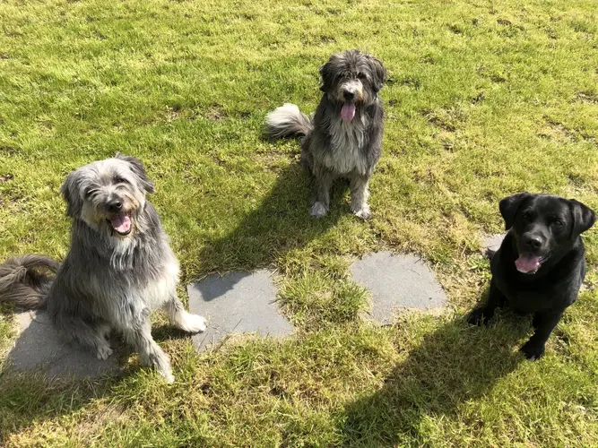 Drei Hunde schauen fröhlich im Gras, zwei grau, einer schwarz mit Zunge draußen