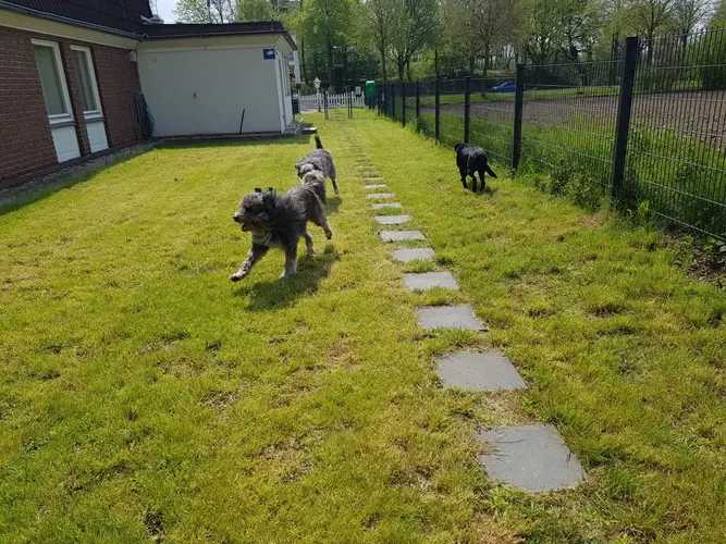 Drei Hunde laufen fröhlich über grüne Wiese am Zaun entlang