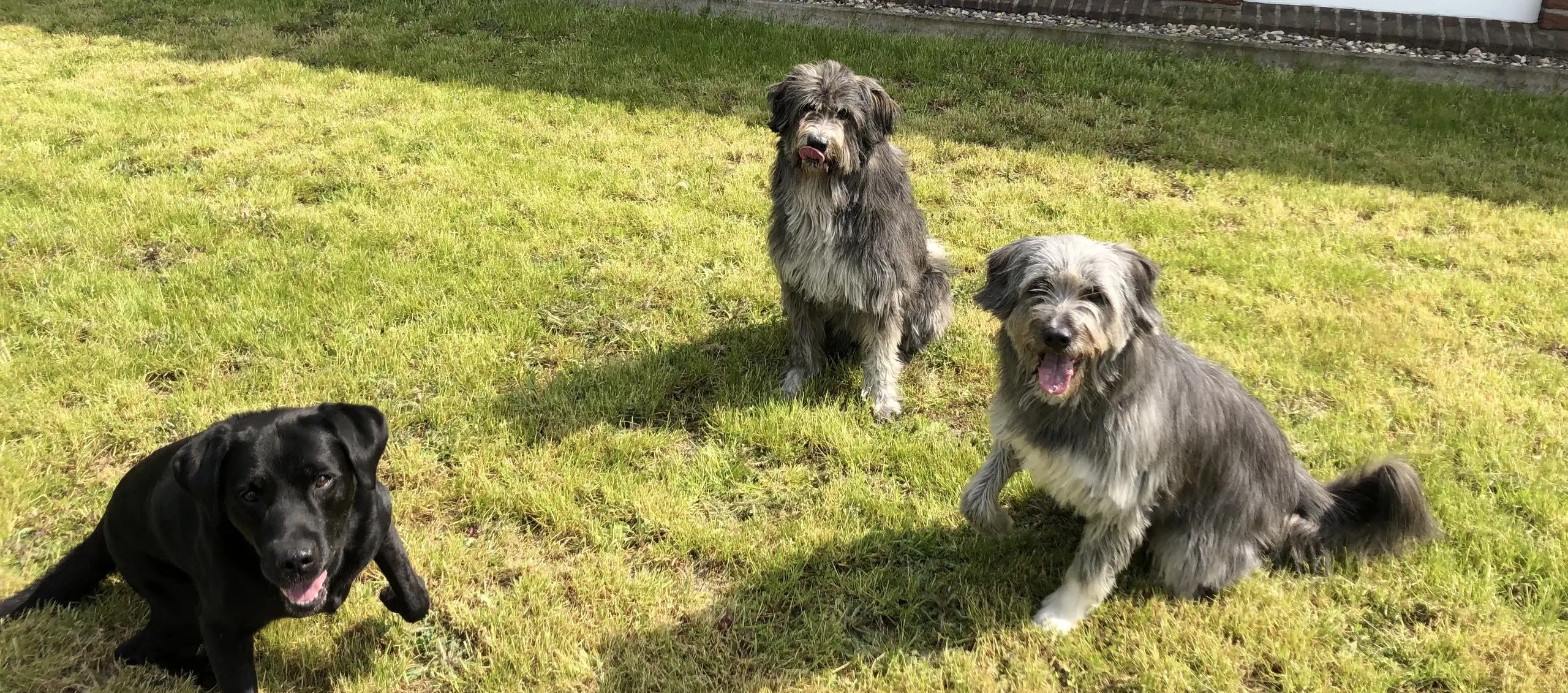 Drei graue und schwarze Hunde mit fröhlichem Blick auf grünem Rasen